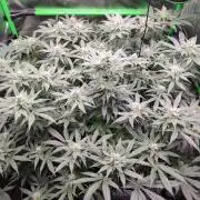 DWC - Papaya Stank