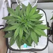 RDWC - Super Boof Auto