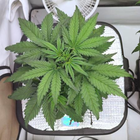 RDWC - Super Boof Auto