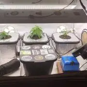 RDWC - Cherry Cola Auto