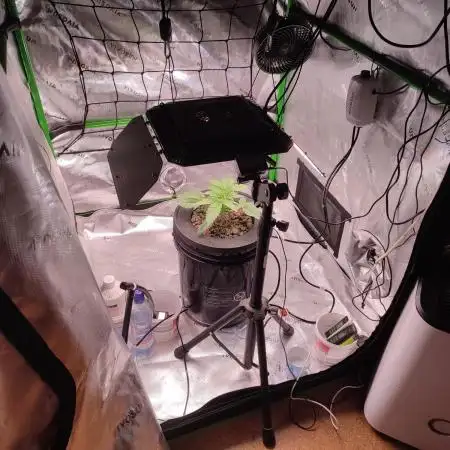DWC - Papaya Stank