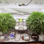 RDWC - Super Boof Auto + Z-Up Auto