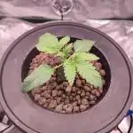 DWC - Papaya Stank