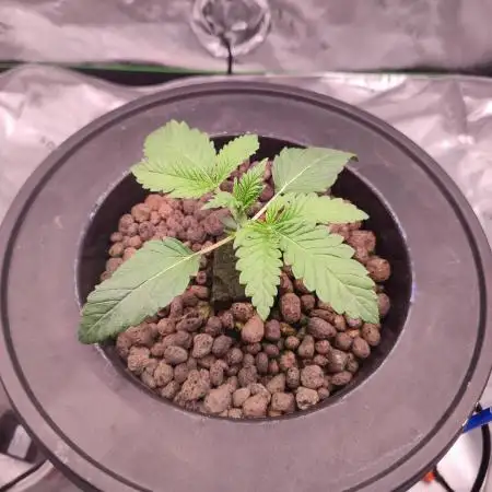 DWC - Papaya Stank