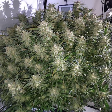 RDWC - Super Boof Auto + Z-Up Auto