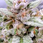 RDWC - Super Boof Auto + Z-Up Auto