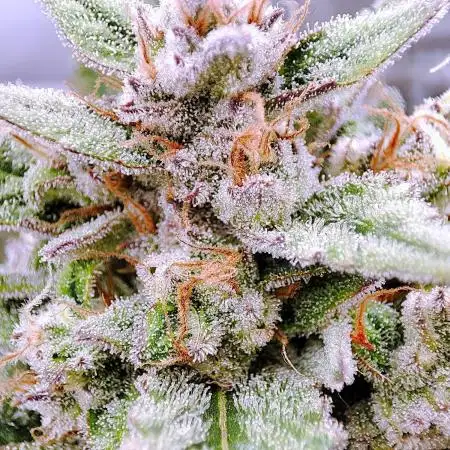 RDWC - Super Boof Auto + Z-Up Auto