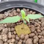 DWC - Mimosa Auto