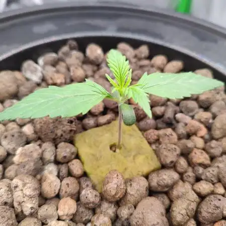 DWC - Mimosa Auto