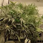 RDWC - Super Boof Auto