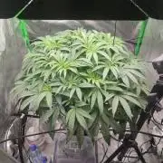 DWC - Papaya Stank