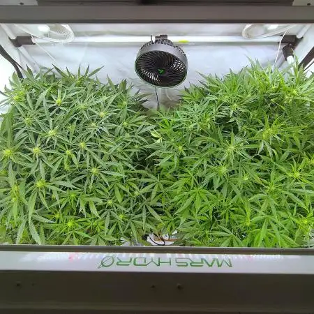 RDWC - Super Boof Auto + Z-Up Auto