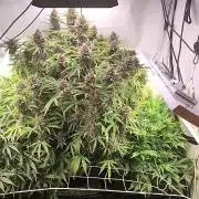 RDWC - Banana Purple Punch