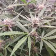 RDWC - Banana Purple Punch