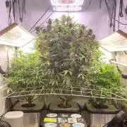 RDWC - Banana Purple Punch