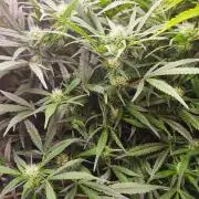 RDWC - Super Boof Auto