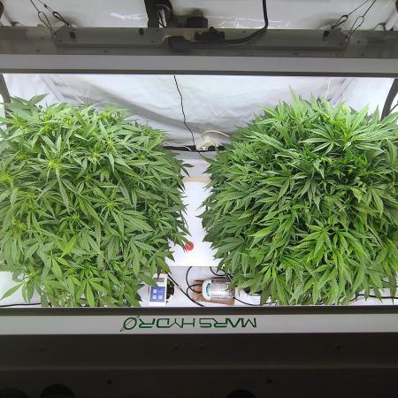 RDWC - Super Boof Auto + Z-Up Auto