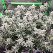 DWC - Papaya Stank