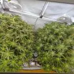 RDWC - Super Boof Auto + Z-Up Auto