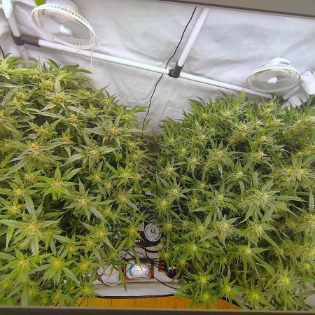RDWC - Super Boof Auto + Z-Up Auto