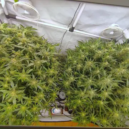 RDWC - Super Boof Auto + Z-Up Auto
