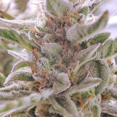 DWC - Jungle Lava, Black Orchid