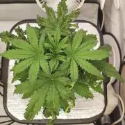 RDWC - Cherry Cola Auto