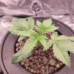 DWC - Papaya Stank
