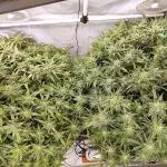 RDWC - Super Boof Auto + Z-Up Auto