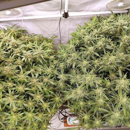 RDWC - Super Boof Auto + Z-Up Auto
