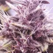 RDWC - Banana Purple Punch