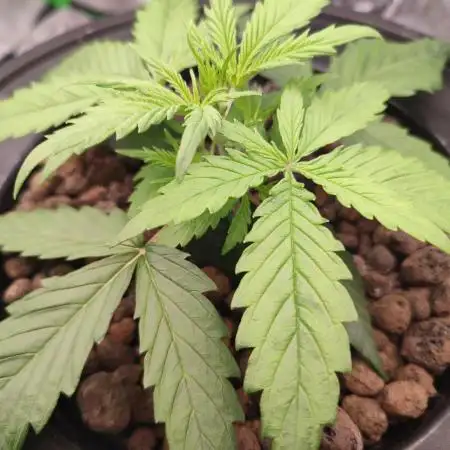 DWC - Mimosa Auto