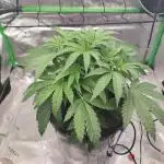 DWC - Papaya Stank