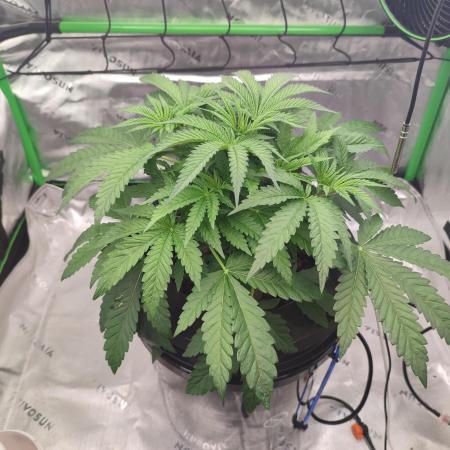 DWC - Papaya Stank