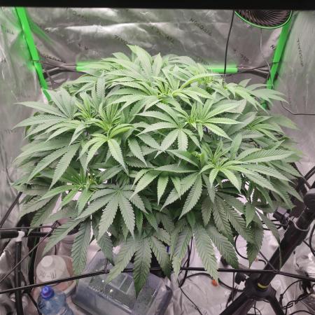 DWC - Papaya Stank