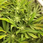 RDWC - Cherry Cola Auto