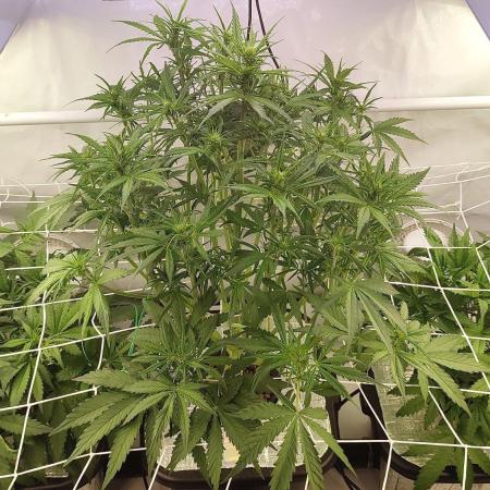 RDWC - Banana Purple Punch
