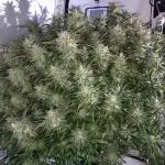 RDWC - Super Boof Auto + Z-Up Auto