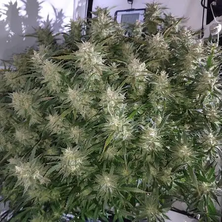 RDWC - Super Boof Auto + Z-Up Auto