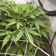 RDWC - Cherry Cola Auto