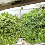 RDWC - Super Boof Auto + Z-Up Auto