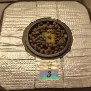 RDWC - Cherry Cola Auto