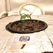 RDWC - Super Boof Auto