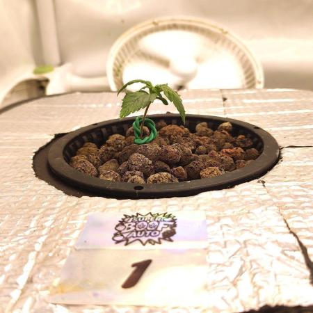 RDWC - Super Boof Auto