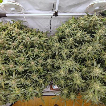RDWC - Super Boof Auto + Z-Up Auto
