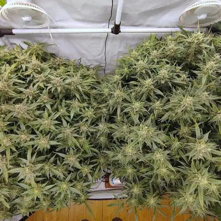 RDWC - Super Boof Auto + Z-Up Auto