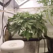 RDWC - Super Boof Auto