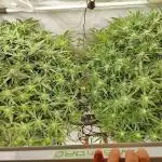 RDWC - Super Boof Auto + Z-Up Auto