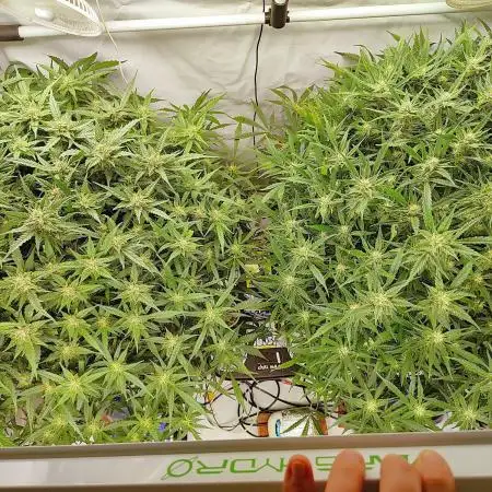 RDWC - Super Boof Auto + Z-Up Auto
