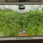 RDWC - Super Boof Auto + Z-Up Auto